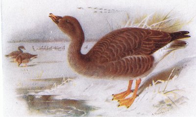 Saatgans von Archibald Thorburn